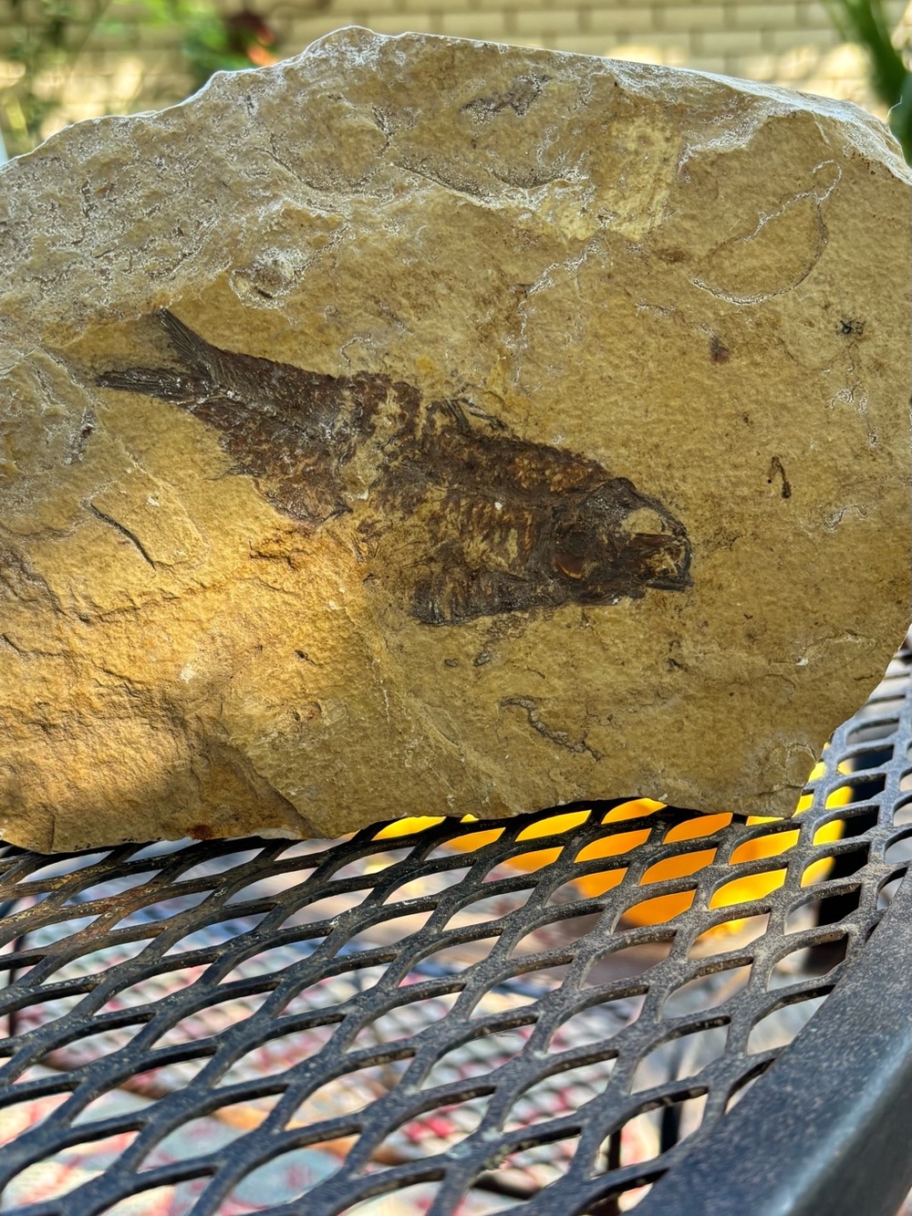 Fossilized fish rock
